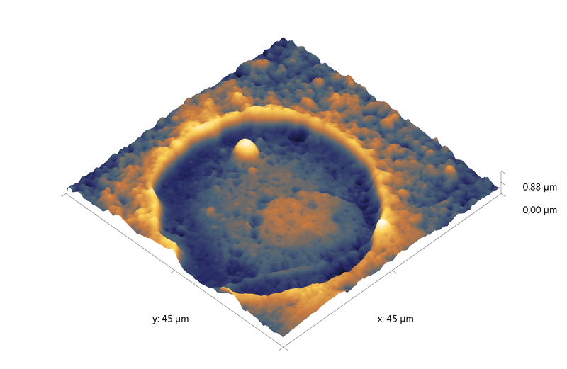 Cell on glass. AFM image. Semi-contact mode. Topography 3D.